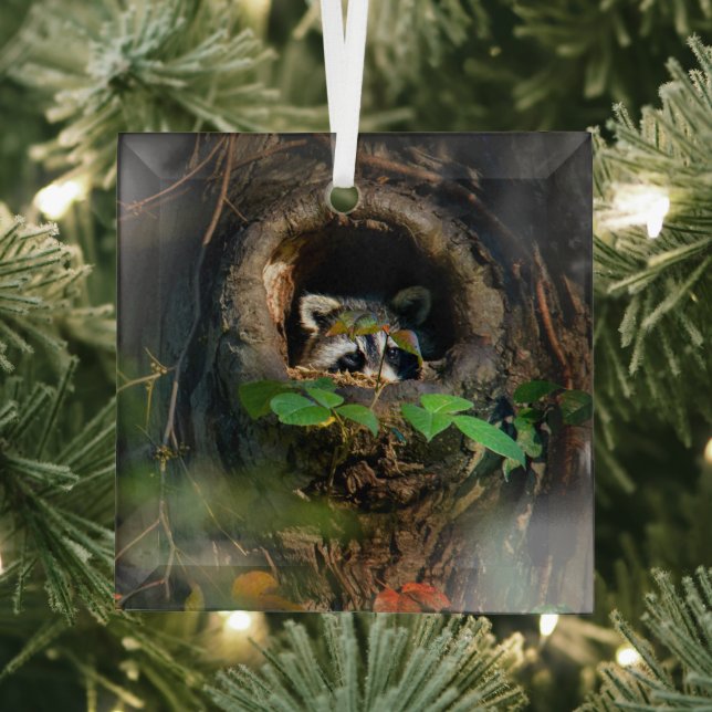 Forests | Raccoon Peeking Glass Ornament (Insitu)