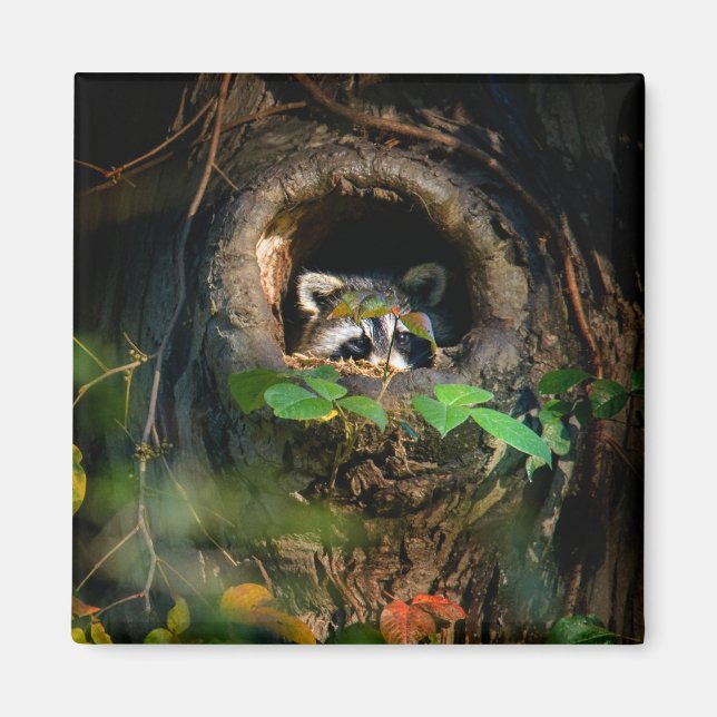 Forests | Raccoon Peeking Magnet (Front)