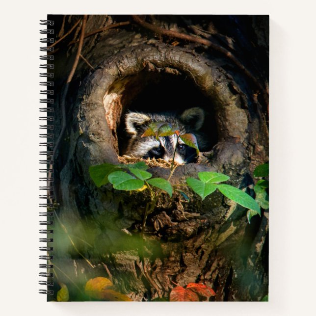 Forests | Raccoon Peeking Notebook (Front)