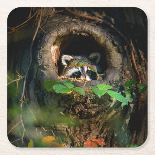Forests Raccoon Peeking Square Paper Coaster