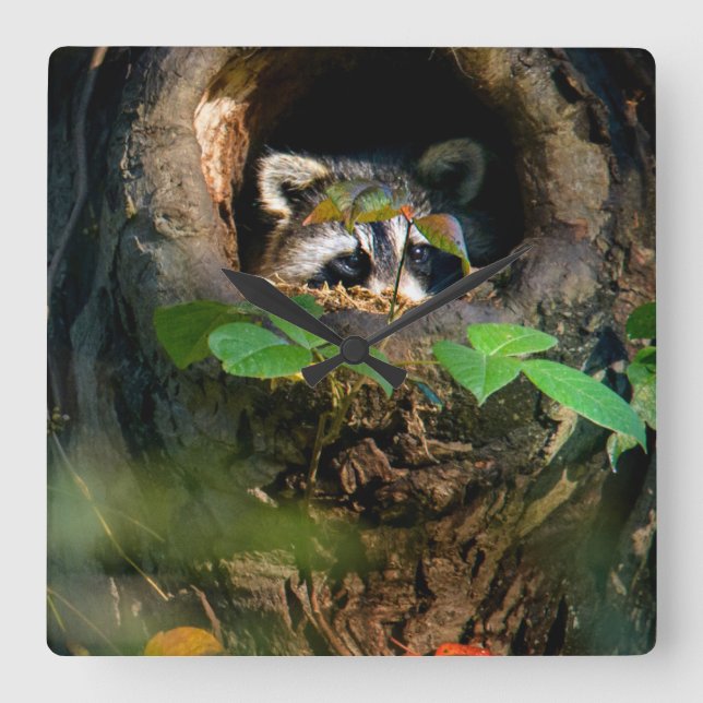 Forests | Raccoon Peeking Square Wall Clock (Front)
