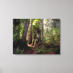 Forests Redwood Forest California Canvas Print