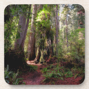 Forests   Redwood Forest California Coaster