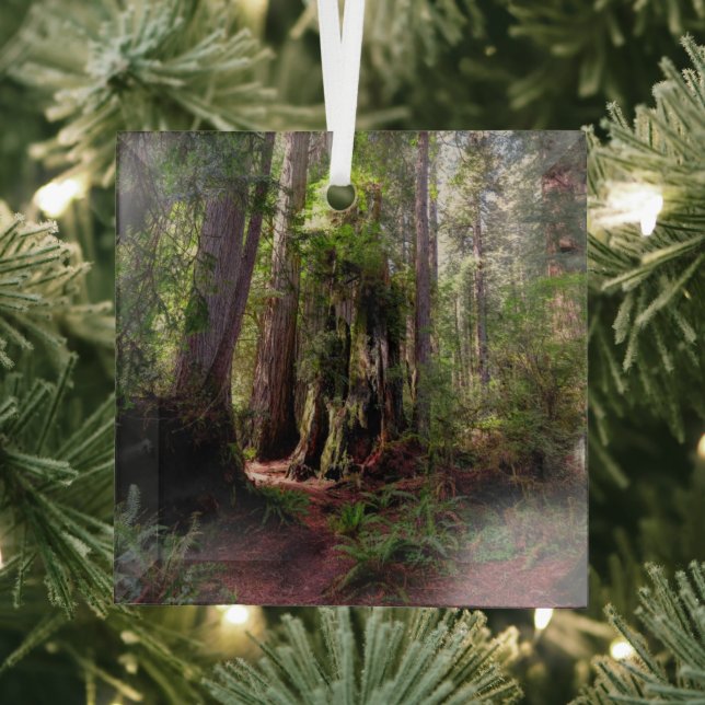 Forests | Redwood Forest California Glass Ornament (Insitu)