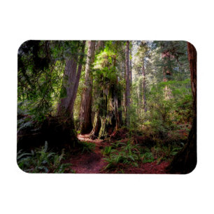 Forests   Redwood Forest California Magnet