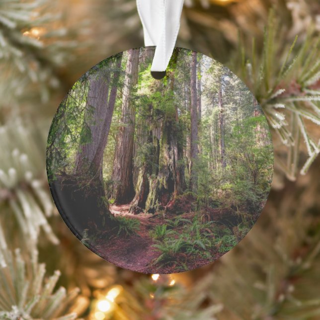 Forests | Redwood Forest California Ornament (Tree)