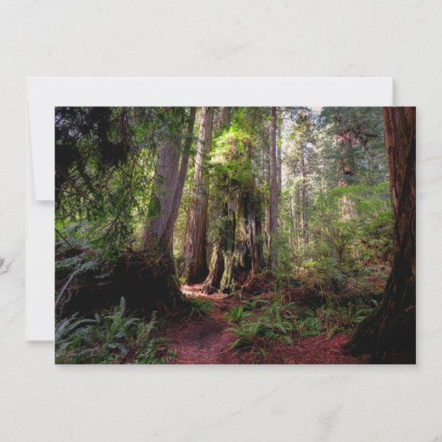 Forests | Redwood Forest California Thank You Card (Front)