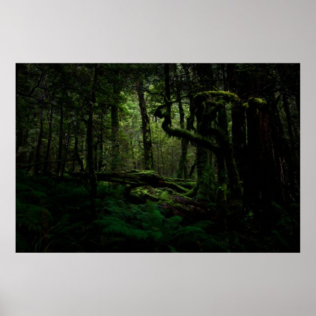 Forests | Routeburn Track Fiordland National Park Poster (Front)