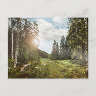 Forests Sun Peeking Thru Postcard