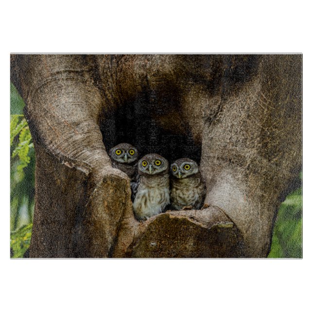 Forests | Three Owls Looking Cutting Board (Front)