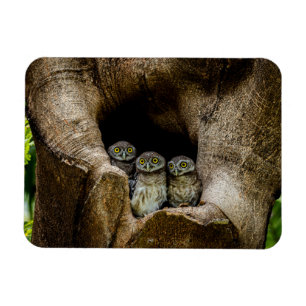 Forests   Three Owls Looking Magnet