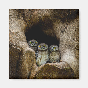 Forests   Three Owls Looking Magnet