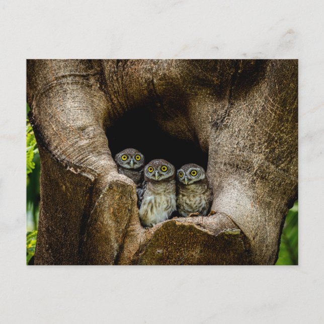 Forests | Three Owls Looking Postcard (Front)