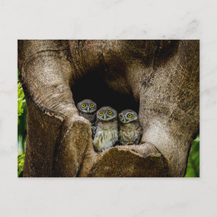 Forests   Three Owls Looking Postcard