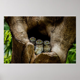 Forests   Three Owls Looking Poster
