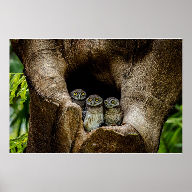 Forests | Three Owls Looking Poster (Front)