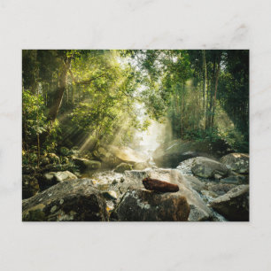 Forests   Tropical Jungle Forest Postcard