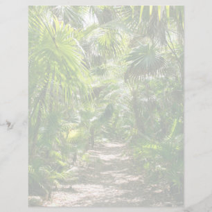 Forests Tropical Rainforest Tulum Mexico