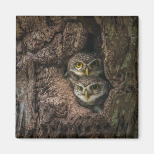 Forests Two Owls Looking Magnet