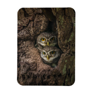 Forests   Two Owls Looking Magnet