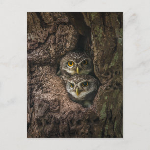 Forests   Two Owls Looking Postcard