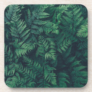Forests Woodland Ferns Coaster