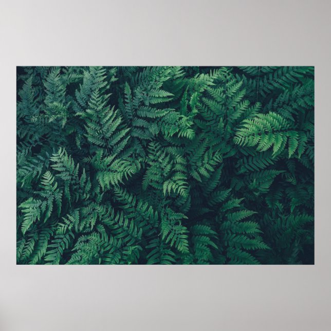 Forests | Woodland Ferns Poster (Front)