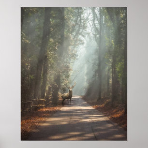 Forests   Woodland Stag Poster