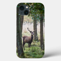 Forests | Woodlands & Red Deer