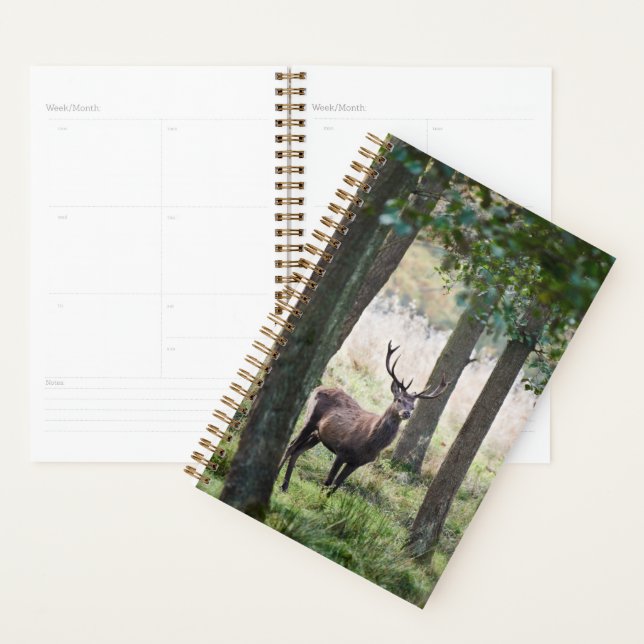Forests | Woodlands & Red Deer Planner (Display)