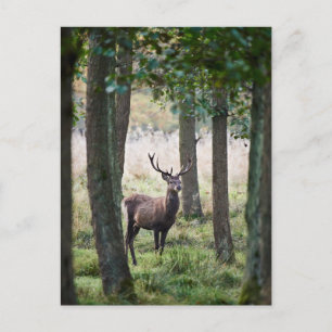 Forests   Woodlands & Red Deer Postcard