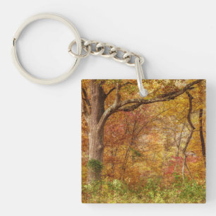 Forêt d'automne