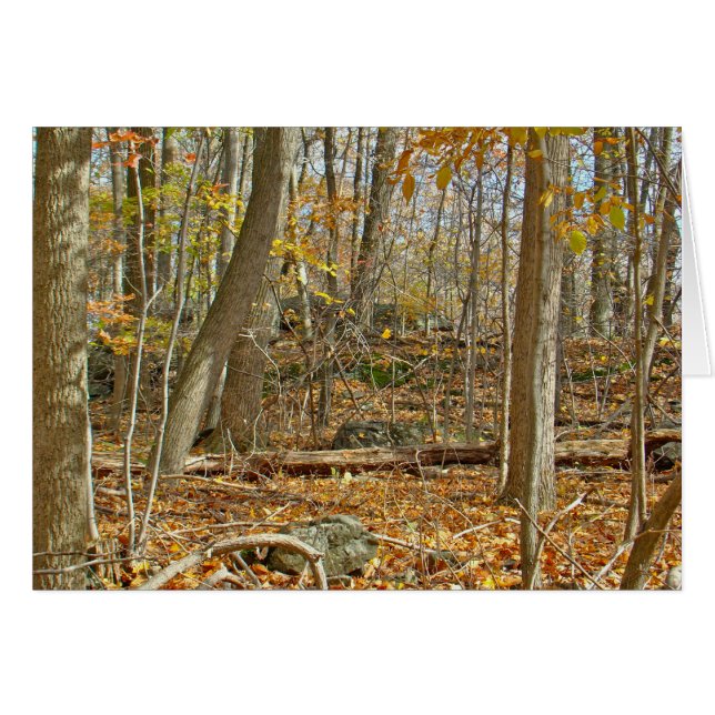 Forêt d'automne (Devant horizontal)