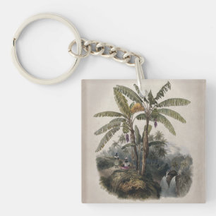 Forêt de bananiers tropicaux antiques Bota vinta