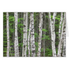 Forêt de bouleaux, Maine