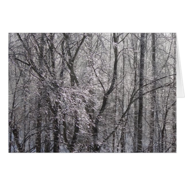 Forêt de l'épaisse glacée dans la lumière du matin (Devant horizontal)