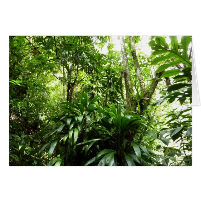Forêt de pluie dominicaine I Nature verte tropical (Devant horizontal)