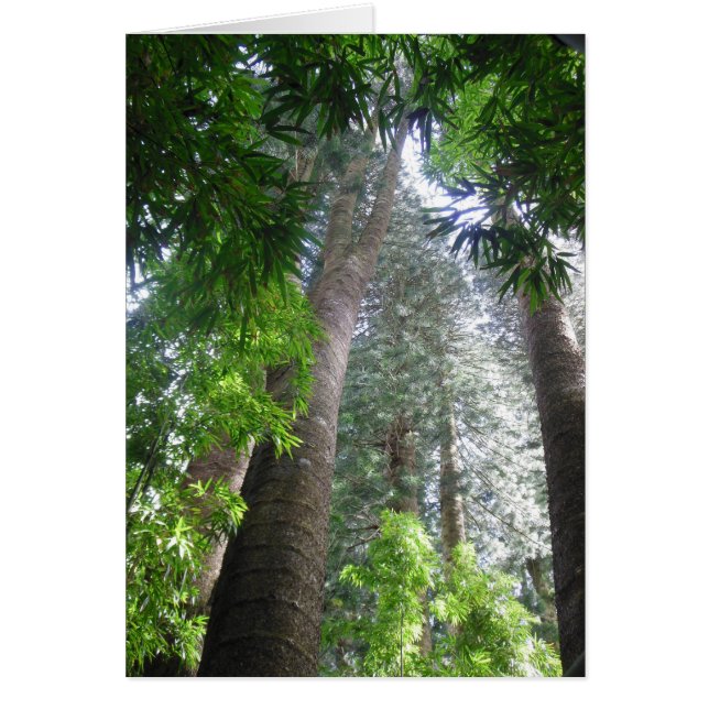 Forêt de pluies hawaïennes (Devant)