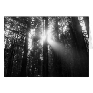 Forêt de séquoia