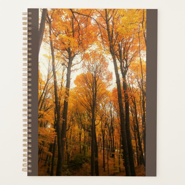 Forêt d'Orange (Devant)