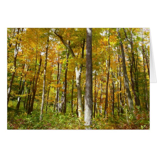 Forêt du paysage d'automne Feuille Jaune (Devant Horizontal)