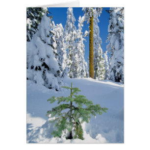 Forêt enneigée en Oregon