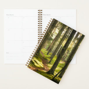 Forêt Forêt boréale Suède