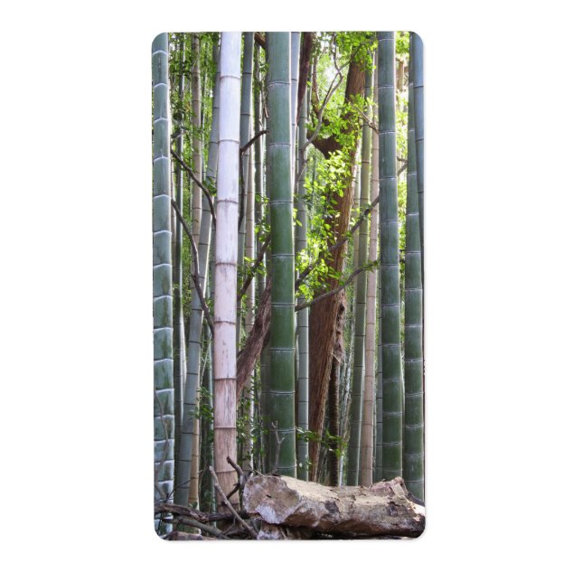 Forêt géante japonaise de bambou, Sagano, Kyoto, J (Devant)