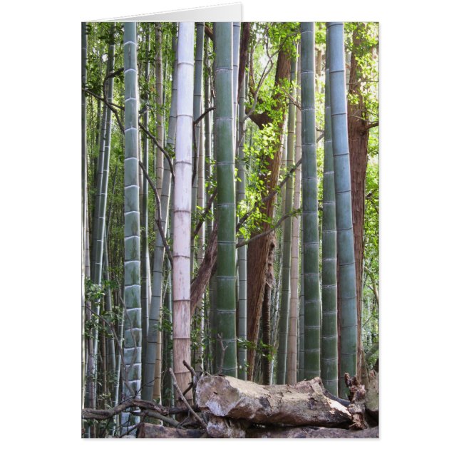 Forêt géante japonaise de bambou, Sagano, Kyoto, J (Devant)