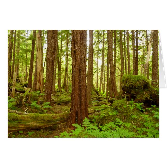 Forêt pluviale tempérée d'Alaska (Devant horizontal)