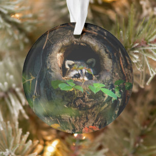 Forêt Raccoon Peeking