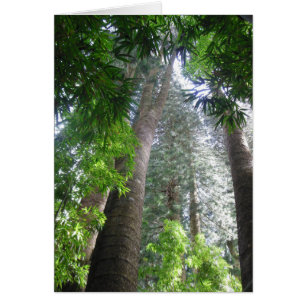 Forêt tropicale hawaïenne