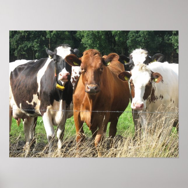 Forever Friends Cow Poster Cadeau (Devant)