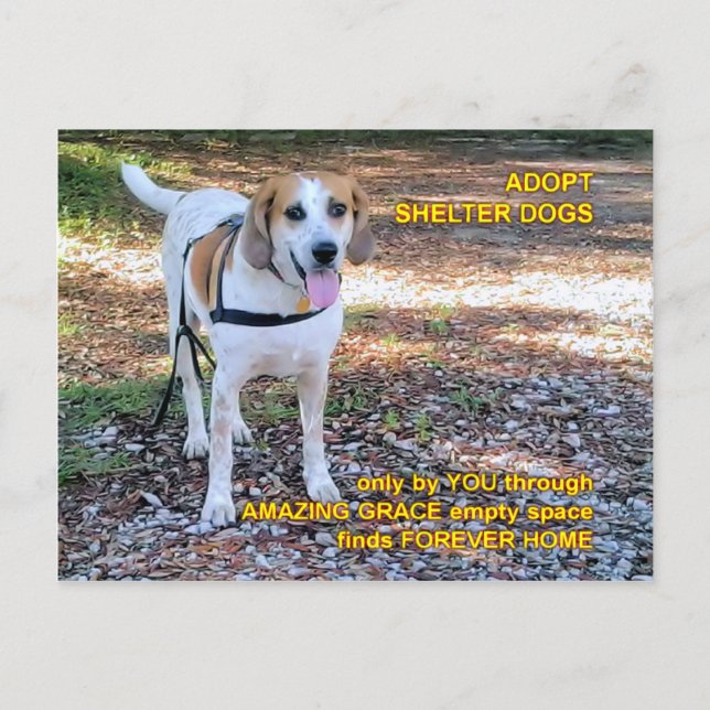 Forever Home Amazing Grace Postcard (Front)